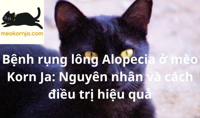 Bệnh rụng lông Alopecia ở mèo Korn Ja: Nguyên nhân và cách điều trị hiệu quả