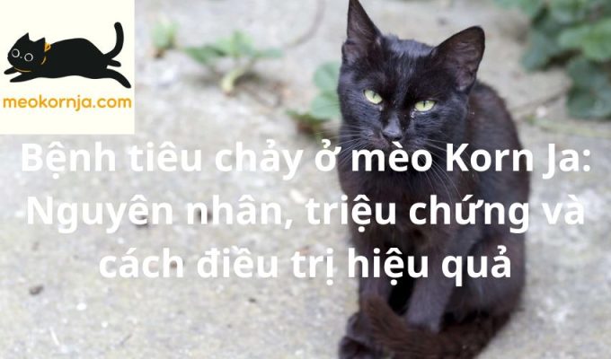 Bệnh tiêu chảy ở mèo Korn Ja: Nguyên nhân, triệu chứng và cách điều trị hiệu quả