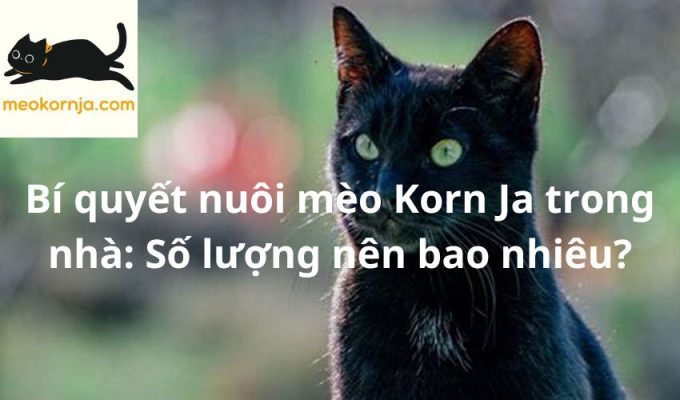 Bí quyết nuôi mèo Korn Ja trong nhà: Số lượng nên bao nhiêu?