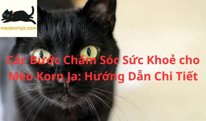 Các Bước Chăm Sóc Sức Khoẻ cho Mèo Korn Ja: Hướng Dẫn Chi Tiết