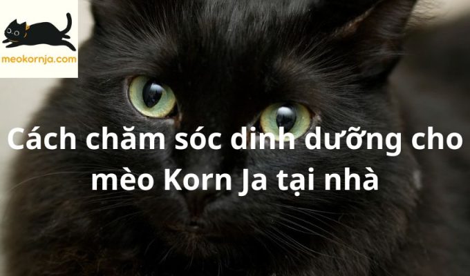 Cách chăm sóc dinh dưỡng cho mèo Korn Ja tại nhà