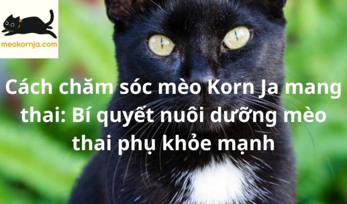 Cách chăm sóc mèo Korn Ja mang thai: Bí quyết nuôi dưỡng mèo thai phụ khỏe mạnh