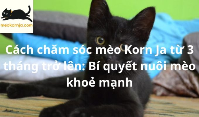 Cách chăm sóc mèo Korn Ja từ 3 tháng trở lên: Bí quyết nuôi mèo khoẻ mạnh