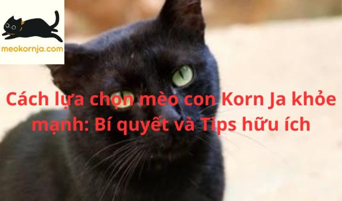 Cách lựa chọn mèo con Korn Ja khỏe mạnh: Bí quyết và Tips hữu ích