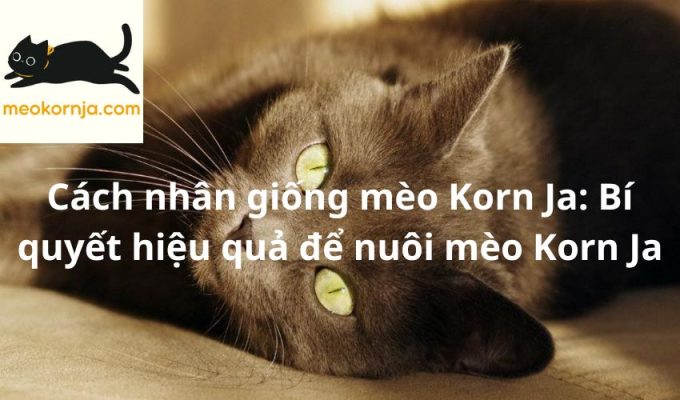 Cách nhân giống mèo Korn Ja: Bí quyết hiệu quả để nuôi mèo Korn Ja