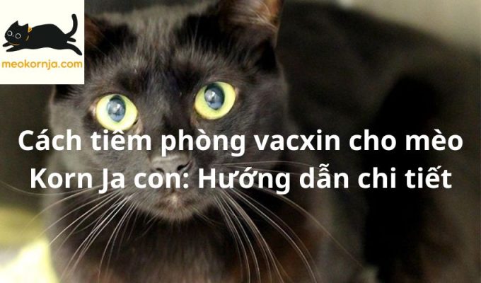 Cách tiêm phòng vacxin cho mèo Korn Ja con: Hướng dẫn chi tiết