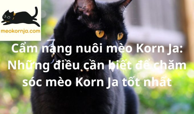 Cẩm nang nuôi mèo Korn Ja: Những điều cần biết để chăm sóc mèo Korn Ja tốt nhất