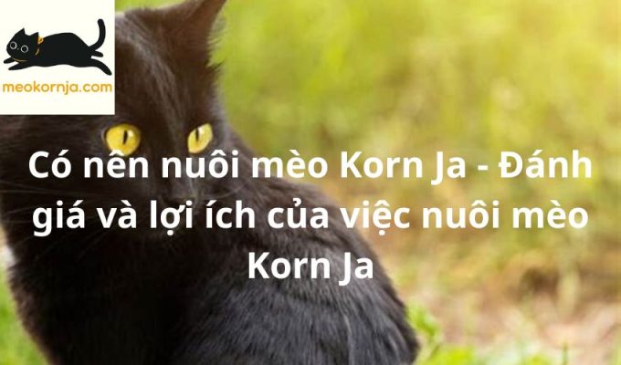 Có nên nuôi mèo Korn Ja - Đánh giá và lợi ích của việc nuôi mèo Korn Ja