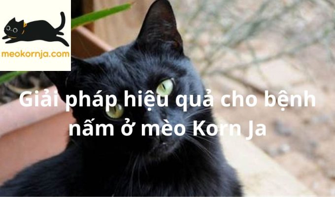 Giải pháp hiệu quả cho bệnh nấm ở mèo Korn Ja