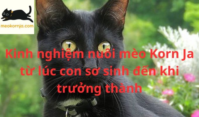 Kinh nghiệm nuôi mèo Korn Ja từ lúc con sơ sinh đến khi trưởng thành