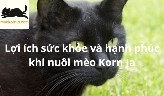 Lợi ích sức khỏe và hạnh phúc khi nuôi mèo Korn Ja