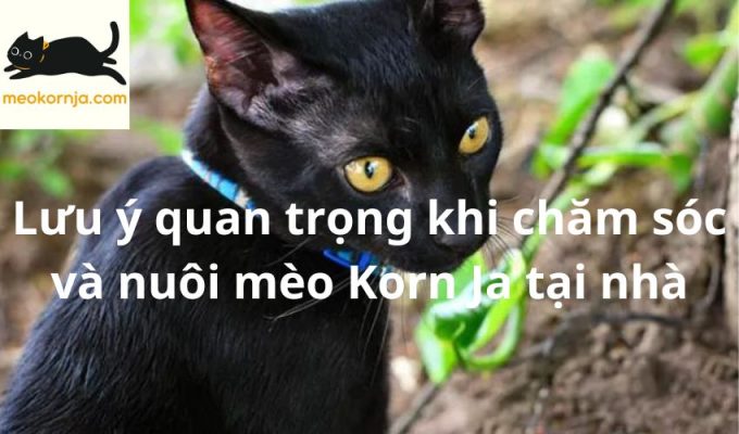 Lưu ý quan trọng khi chăm sóc và nuôi mèo Korn Ja tại nhà