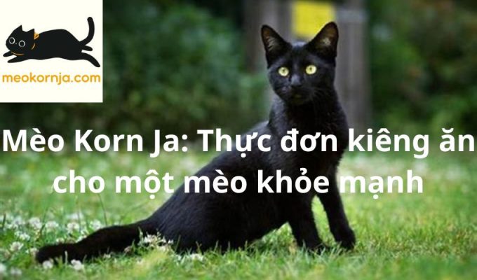 Mèo Korn Ja: Thực đơn kiêng ăn cho một mèo khỏe mạnh