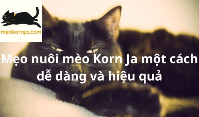 Mẹo nuôi mèo Korn Ja một cách dễ dàng và hiệu quả