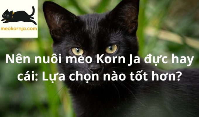 Nên nuôi mèo Korn Ja đực hay cái: Lựa chọn nào tốt hơn?