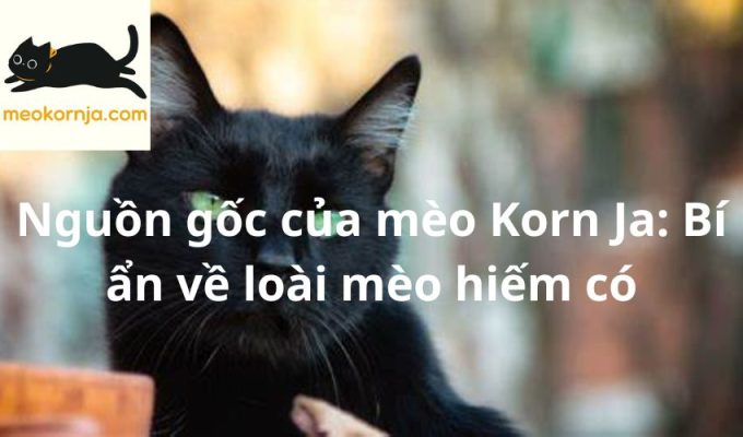 Nguồn gốc của mèo Korn Ja: Bí ẩn về loài mèo hiếm có