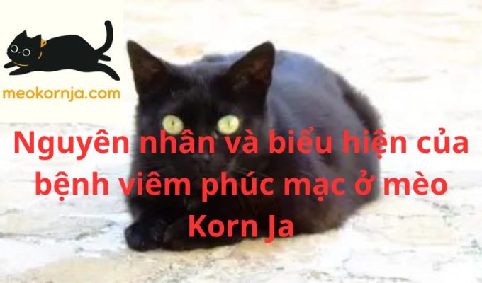 Nguyên nhân và biểu hiện của bệnh viêm phúc mạc ở mèo Korn Ja