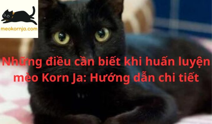 Những điều cần biết khi huấn luyện mèo Korn Ja: Hướng dẫn chi tiết