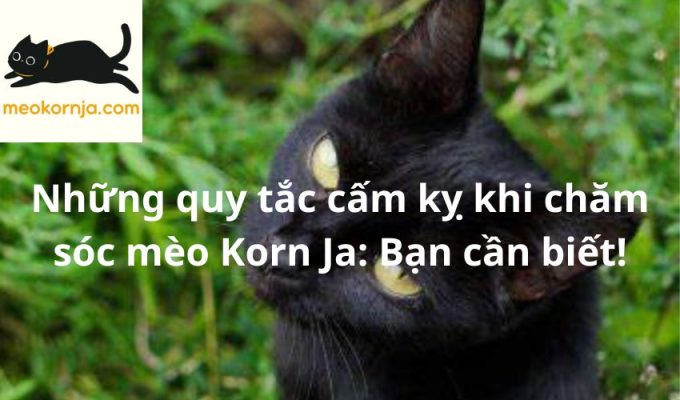 Những quy tắc cấm kỵ khi chăm sóc mèo Korn Ja: Bạn cần biết!