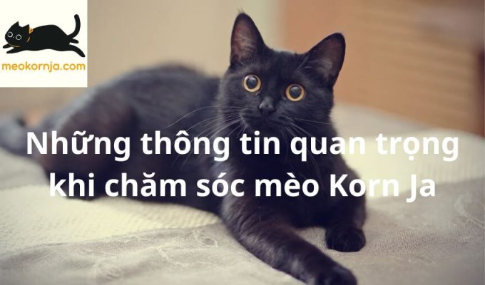 Những thông tin quan trọng khi chăm sóc mèo Korn Ja