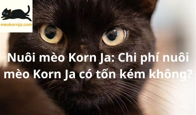 Nuôi mèo Korn Ja: Chi phí nuôi mèo Korn Ja có tốn kém không?