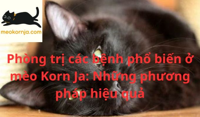 Phòng trị các bệnh phổ biến ở mèo Korn Ja: Những phương pháp hiệu quả