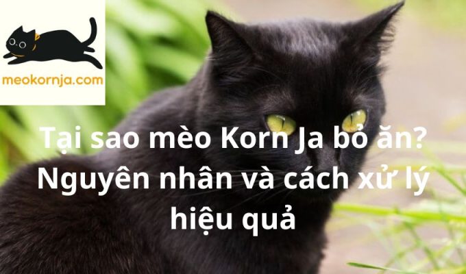 Tại sao mèo Korn Ja bỏ ăn? Nguyên nhân và cách xử lý hiệu quả