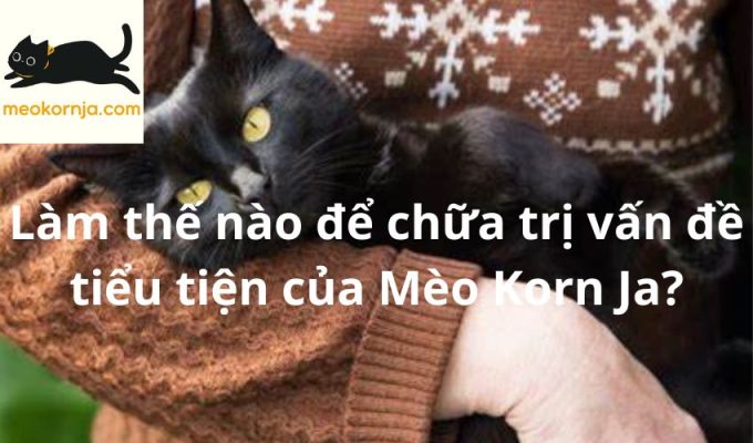 Làm thế nào để chữa trị vấn đề tiểu tiện của Mèo Korn Ja?