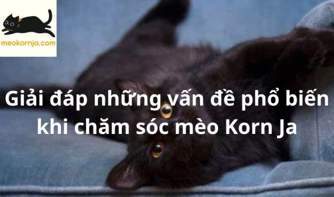 Giải đáp những vấn đề phổ biến khi chăm sóc mèo Korn Ja