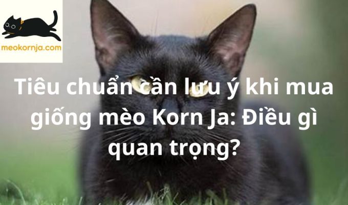 Tiêu chuẩn cần lưu ý khi mua giống mèo Korn Ja: Điều gì quan trọng?