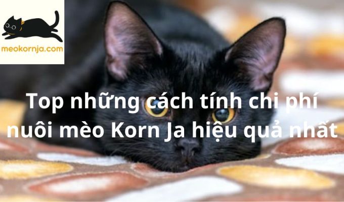 Top những cách tính chi phí nuôi mèo Korn Ja hiệu quả nhất