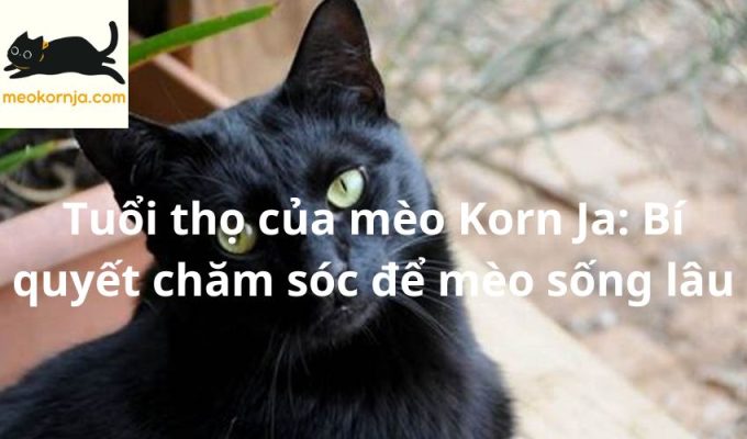 Tuổi thọ của mèo Korn Ja: Bí quyết chăm sóc để mèo sống lâu